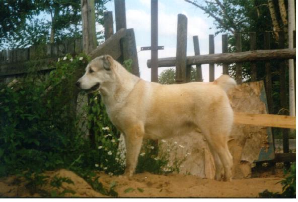 mydog.jpg (39670 bytes)